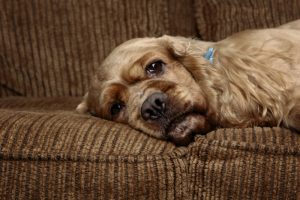 Dogs Recover from Flu