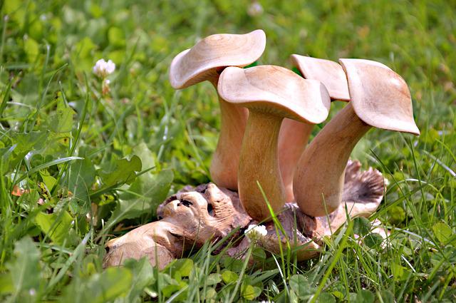 Albino Avery shrooms in woods