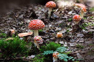 Magic mushroom in canadian woods