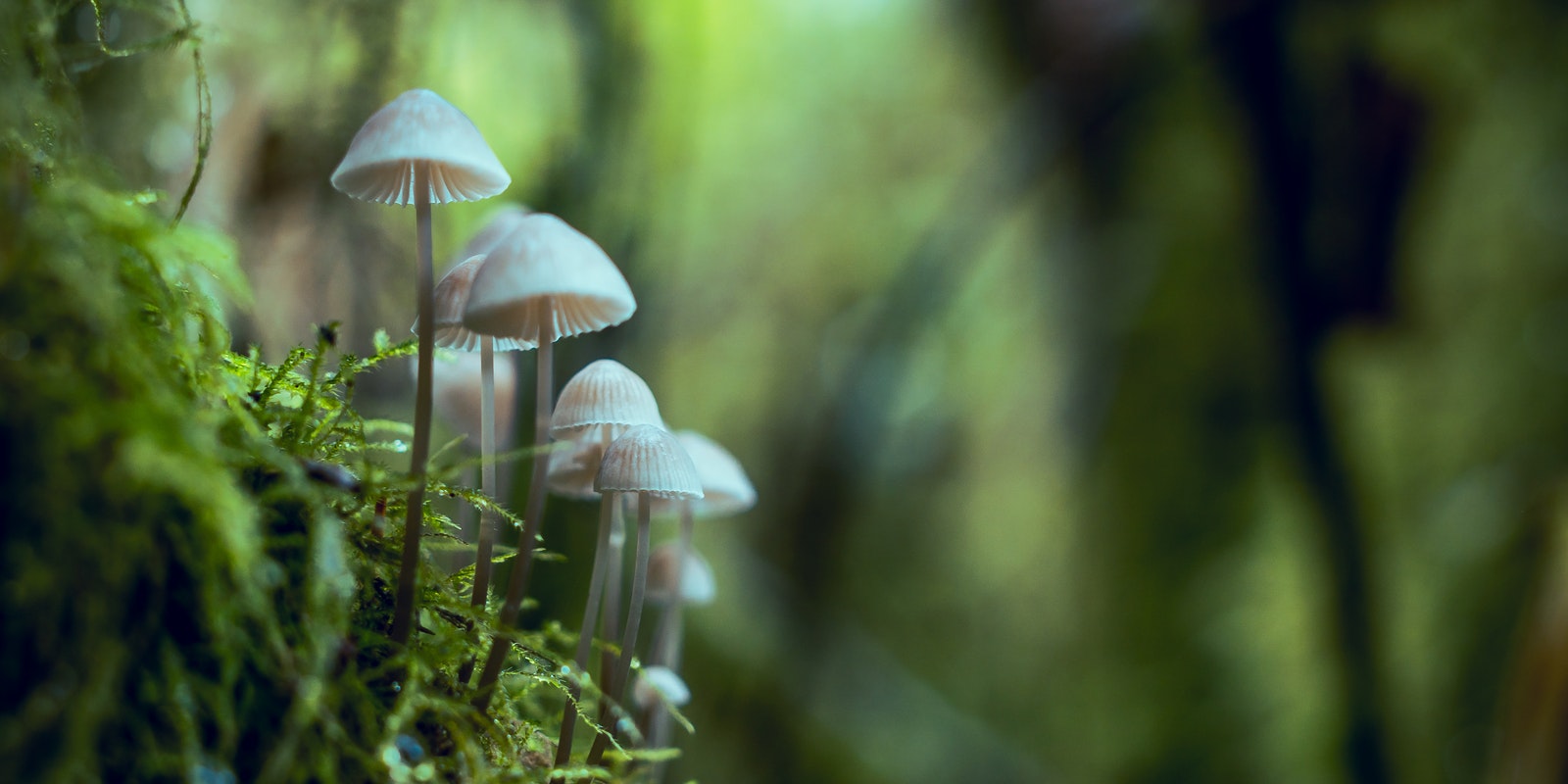 White color microdosing in canada