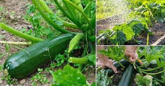 Squash Cultivation in India - How to Grow the Squash