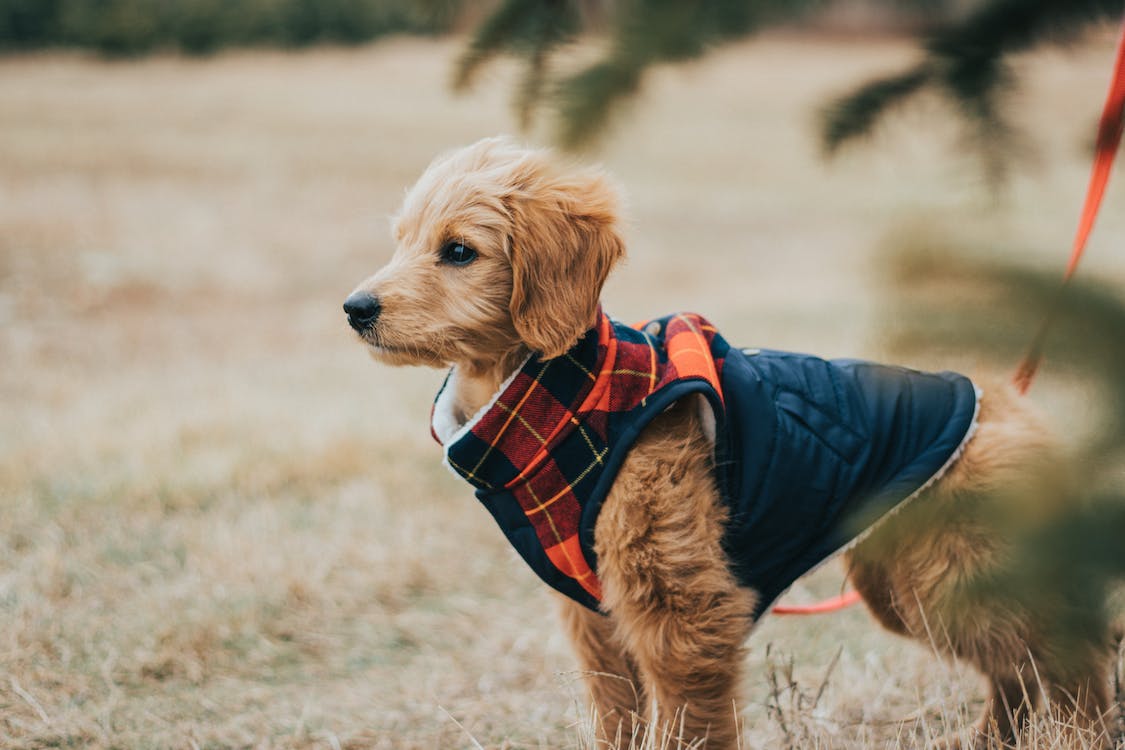 Goldendoodle Virginia