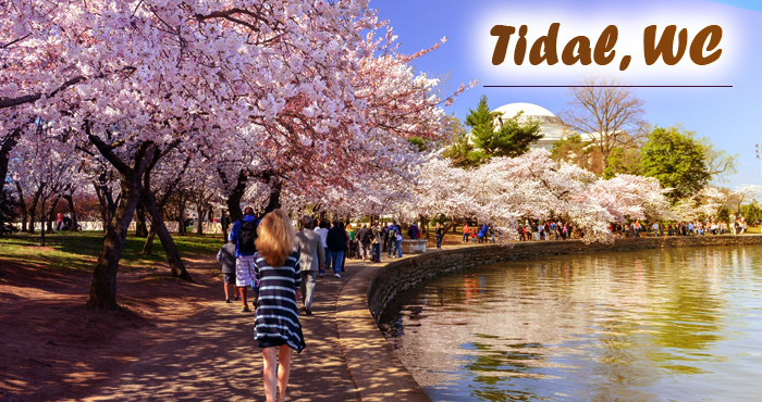 Tidal Best things to do in Washington DC