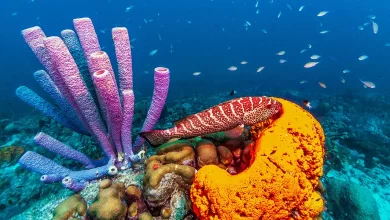 Photo of Uncovering the Secrets: Amazing Facts About Sea Sponges